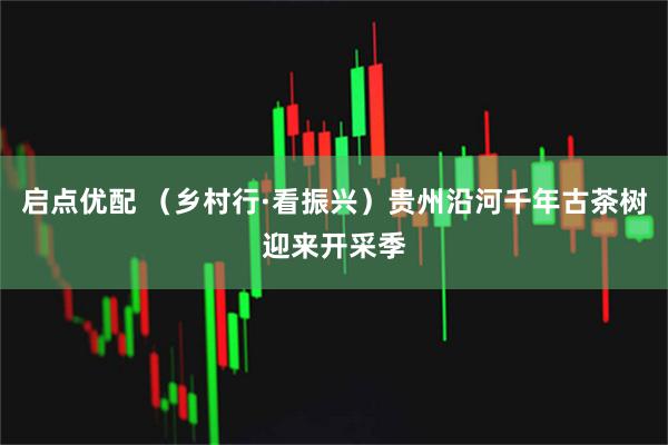 启点优配 （乡村行·看振兴）贵州沿河千年古茶树迎来开采季